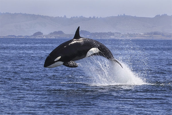 Enjoy Whale Watching In San Diego With Private Charter Cruises